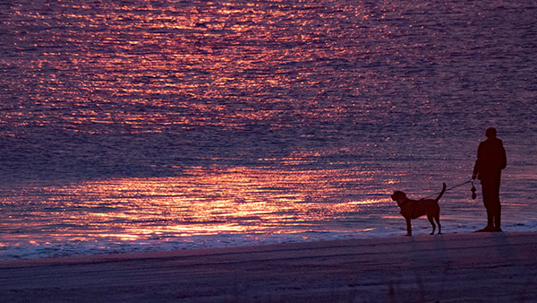 Leashed dog ... good boy!