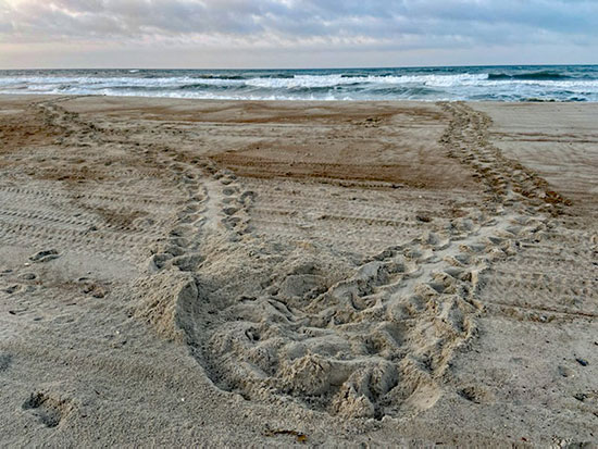 Nest with incoming and returning sea turtle tracks.