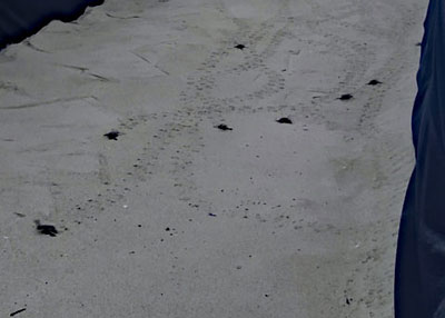 Hatchlings on the run.