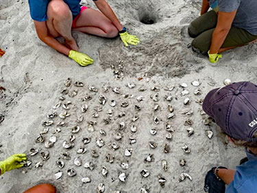 Volunteers inventory the nest and document the results.