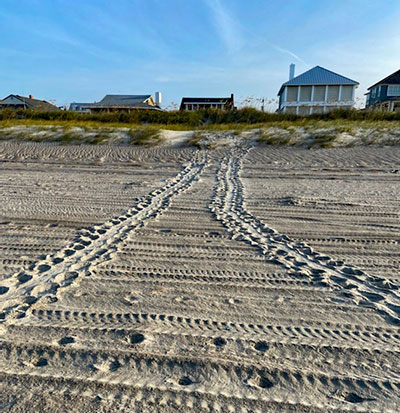 Incoming and returning sea turtle tracks with the nest in the distance.