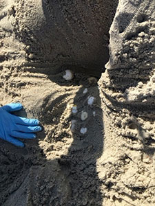 Incoming and returning sea turtle tracks to nest in the distance being processed by volunteers.