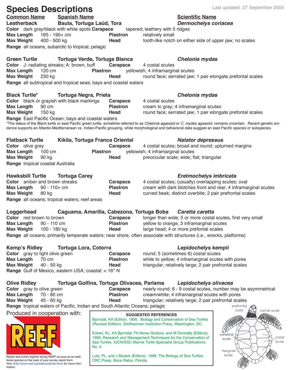 Sea Turtle Species Description.
