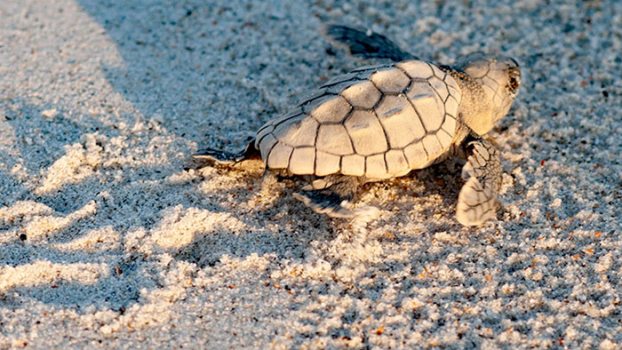 Hatchling determined to make it to the ocean.