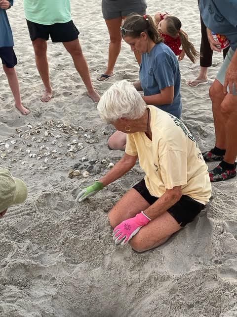 Volunteers wearing gloves excavating a sea turtle nest and counting the shells from the hatched turtles.