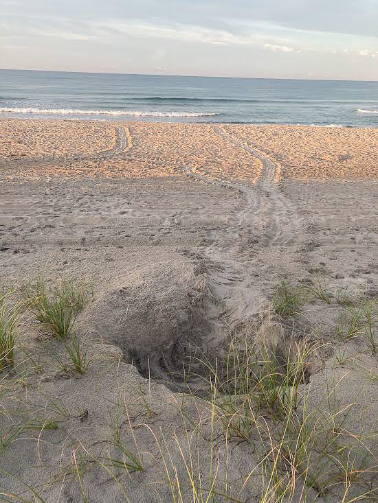 Sea turtle tracks from the ocean to and from a nest in the dunes.