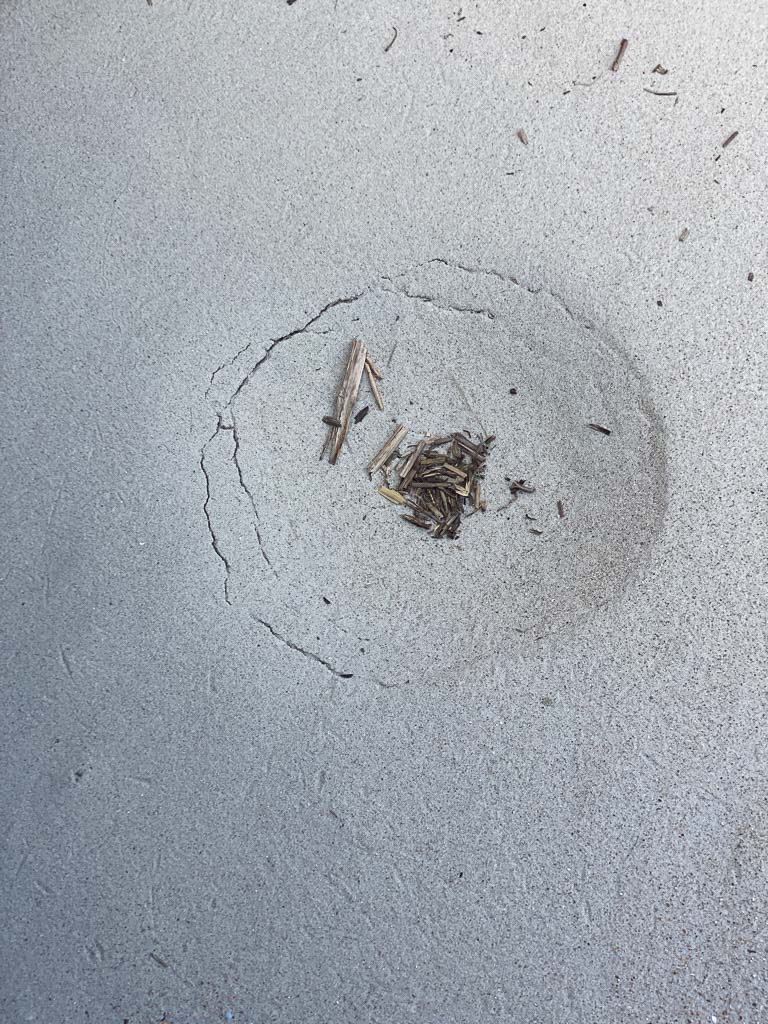 A depression in the sand at a sea turtle nest that is close to hatching.