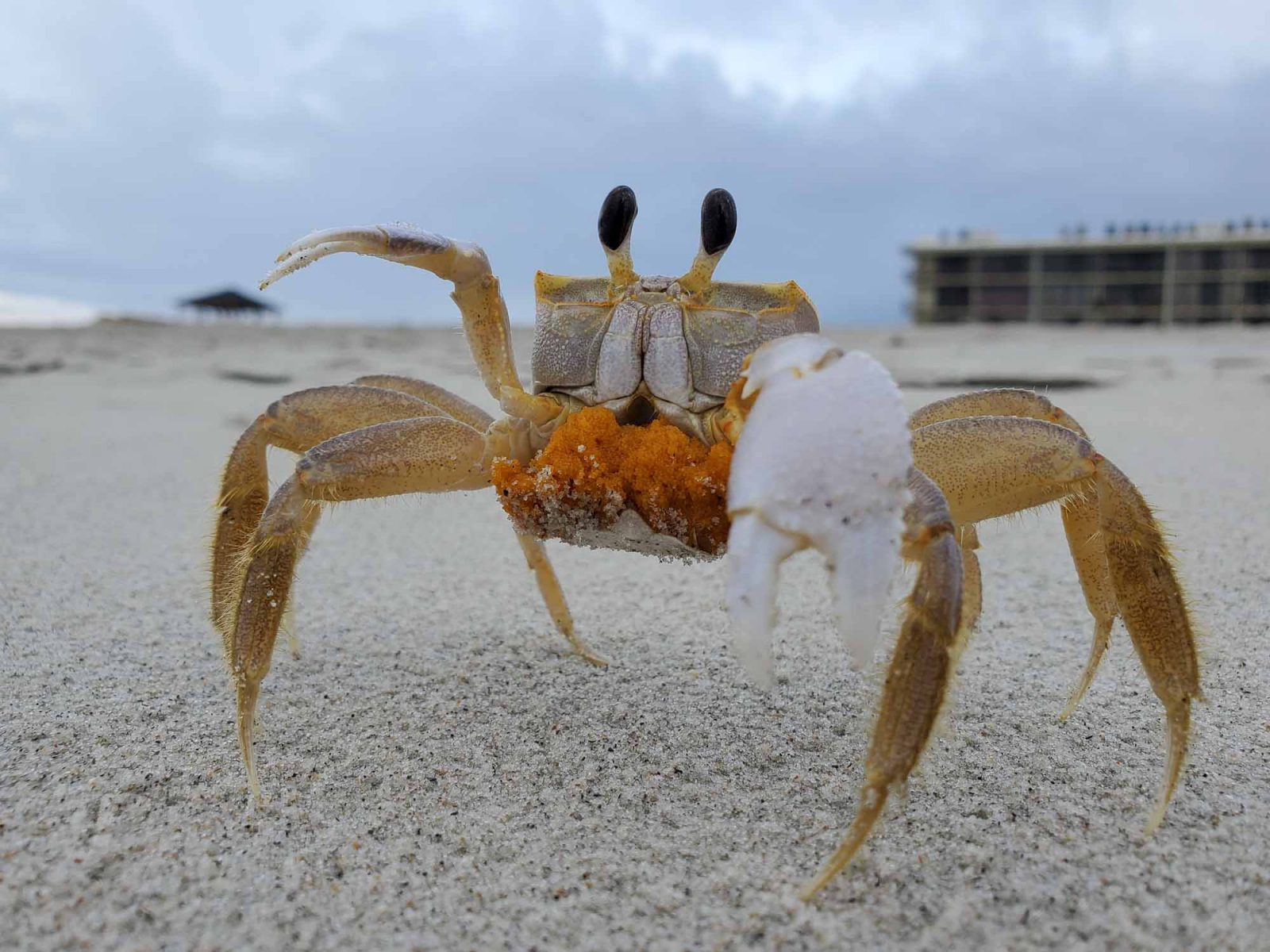 Crab on the beach.