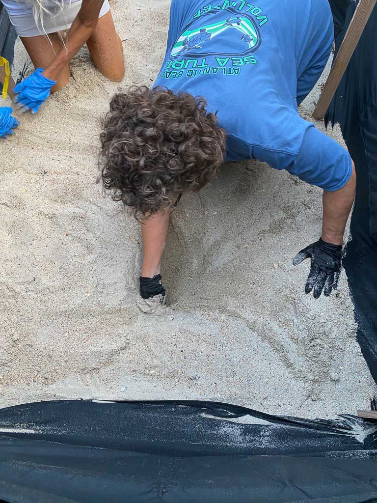 A volunteer with gloves on digs at the location of a sea turtle nest on the beach.