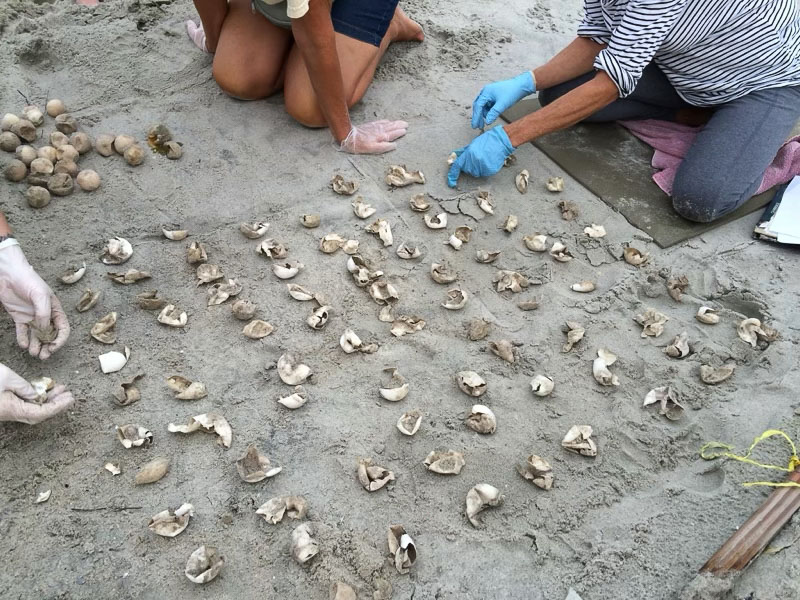 Volunteers wearing gloves excavate a sea turtle nest and count the shells from the hatched turtles.