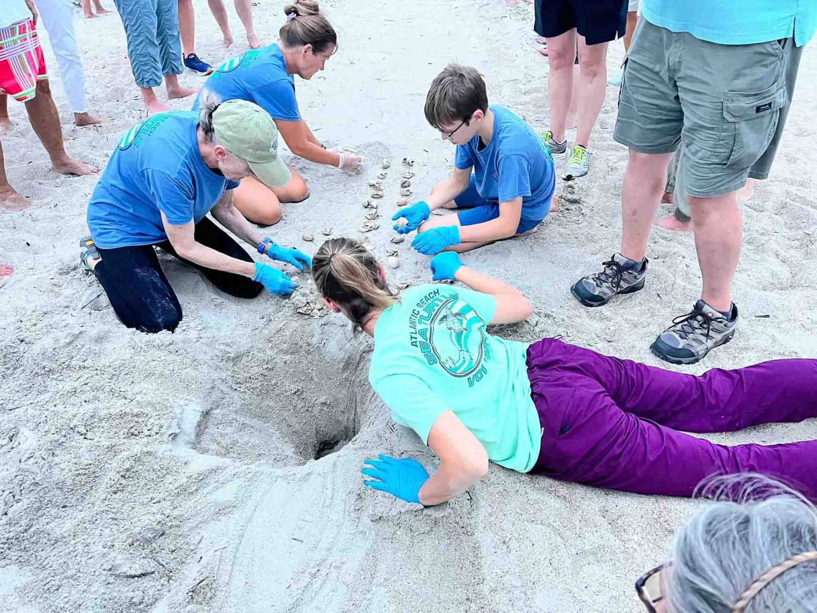 Volunteers wearing gloves excavate a sea turtle nest and count the shells from the hatched turtles.