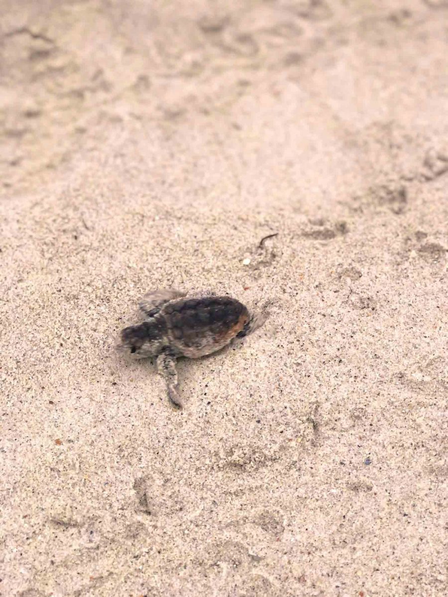 A sea turtle hatchling makes its way to the surf.